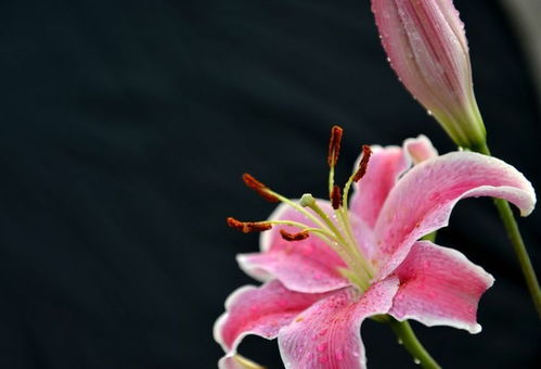 打胎药没吃完还流血吗 打胎药没吃完还流血吗