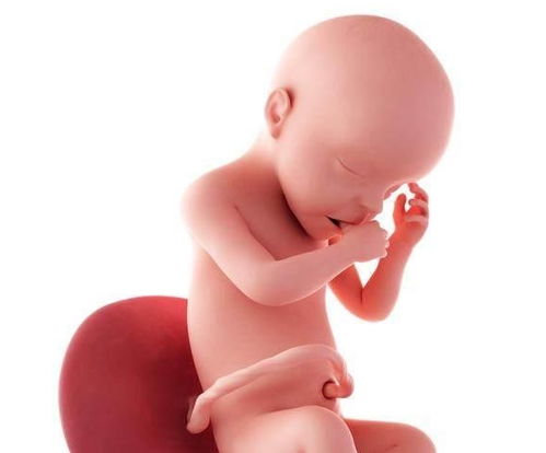 没有打胎能吃鸡蛋吗 没有打胎能吃鸡蛋吗孕妇 没有打胎能吃鸡蛋吗 没有打胎能吃鸡蛋吗孕妇