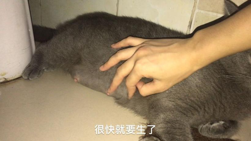 梦见自己刚打胎又怀孕了 梦见自己刚打胎又怀孕了