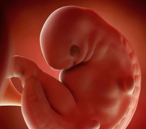 米索前列醇打胎怎么用