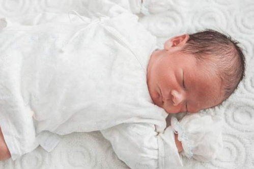 狗狗翻肠子 狗狗翻肠子熬几天能活 狗狗翻肠子 狗狗翻肠子熬几天能活